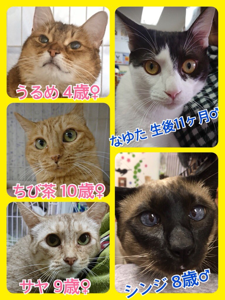 🐾今日の里親様募集中ニャンコ🐱メンバーです🐾2019,3,23
